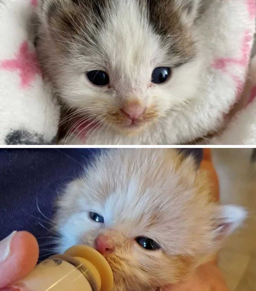 Kitten Nursery, rescue kittens   Hearts Alive