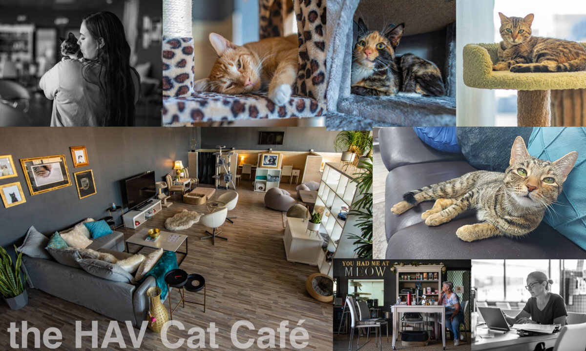 Cat Cafe at Hearts Alive Village Hearts Alive Village